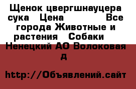 Щенок цвергшнауцера сука › Цена ­ 25 000 - Все города Животные и растения » Собаки   . Ненецкий АО,Волоковая д.